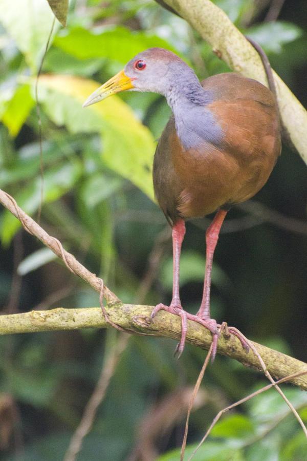 Cacao Lodge And Tours La Fortuna Eksteriør bilde