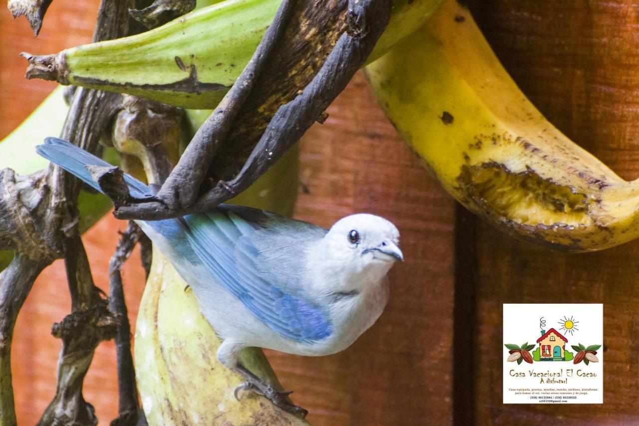 Cacao Lodge And Tours La Fortuna Eksteriør bilde